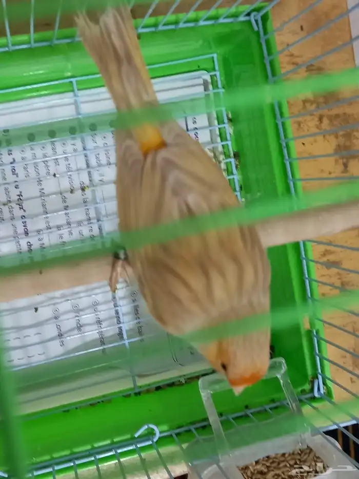 ذكر مشمشي صافي تغريد شرط 7