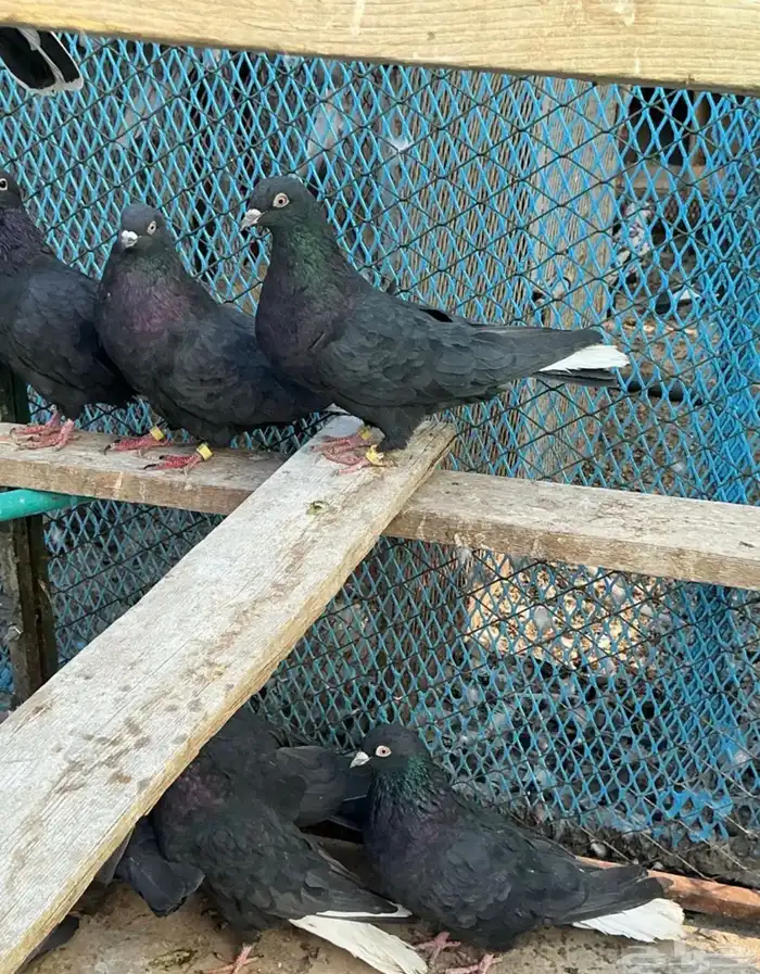 قطايف للبيع 1