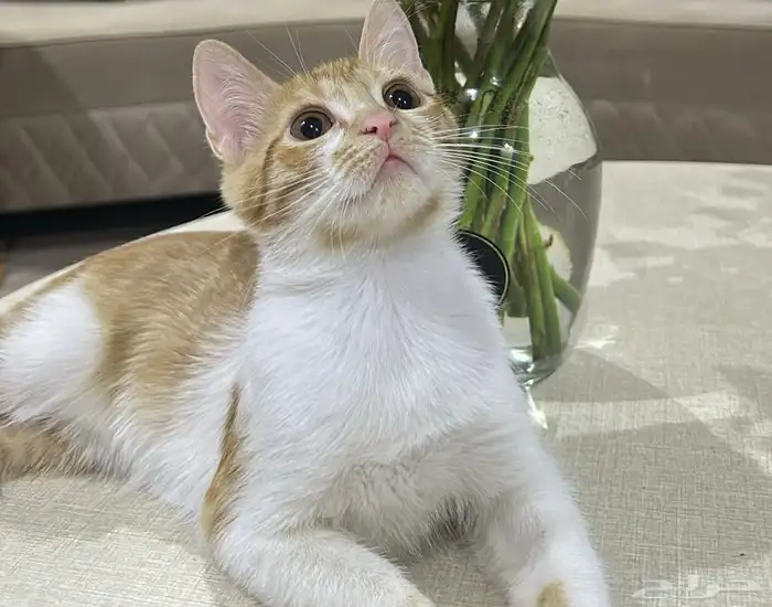 قطط ضايعه اللي يحصلهم يتواصل معاي 5