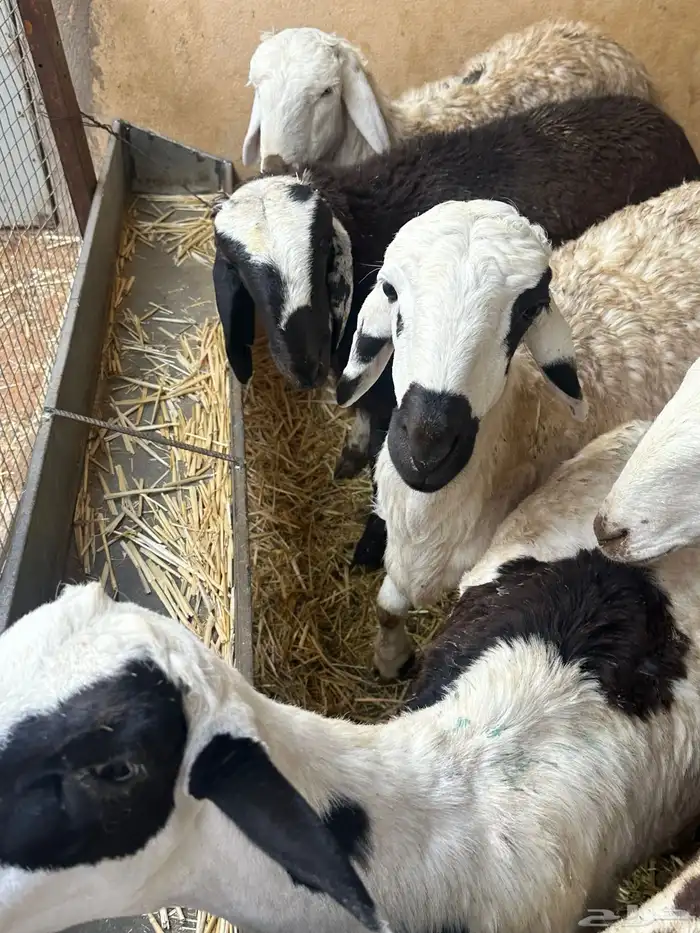 برابر جذعان طب وتخير 87