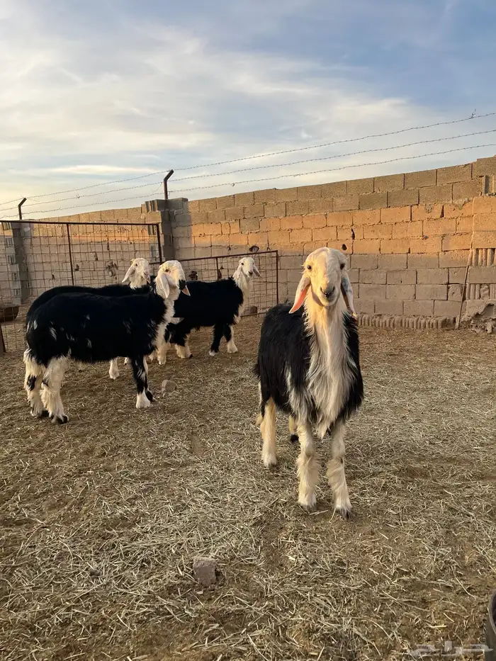 طليان نجد 10