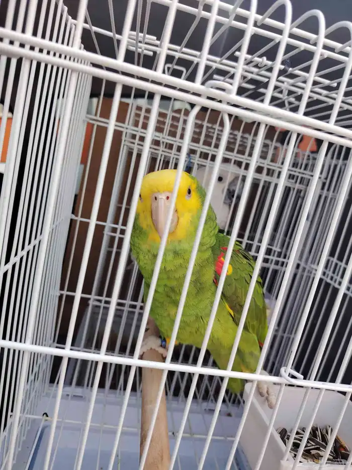 Birds and Pets Delivery 4