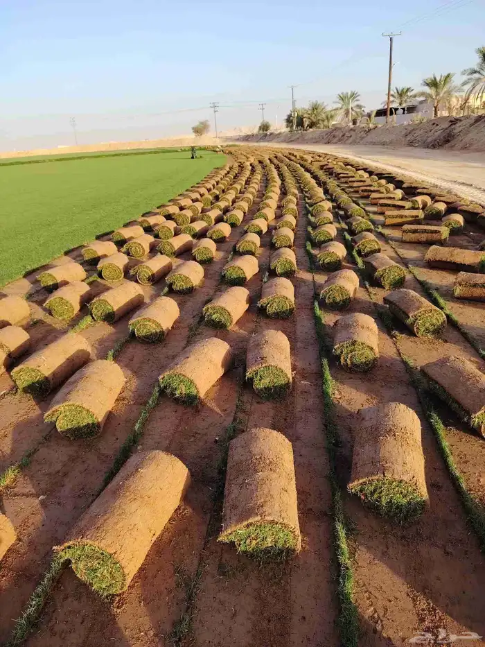 Turf 6