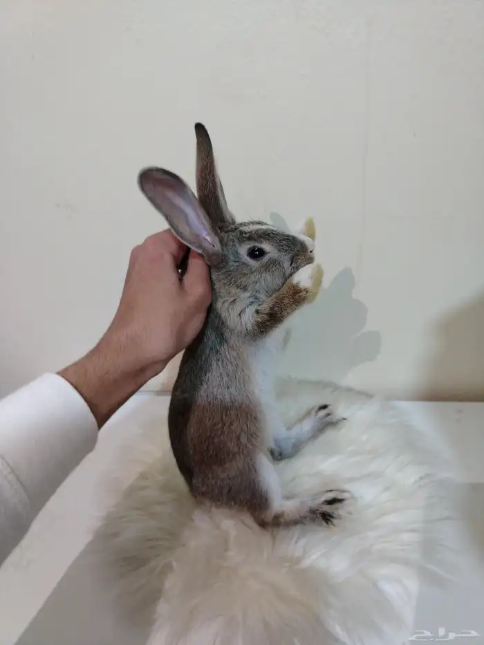 Hybrid breed rabbit 2