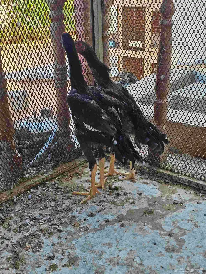 شامو الماني 3