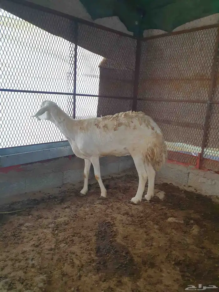 نعجه صنف للبيع 1