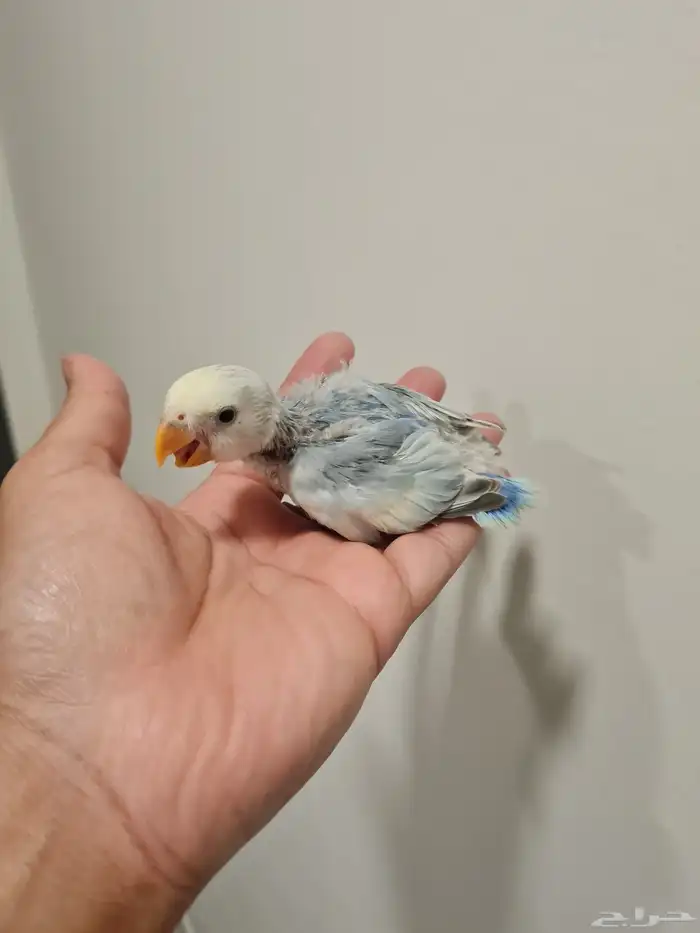 فروخ غر تربية 2