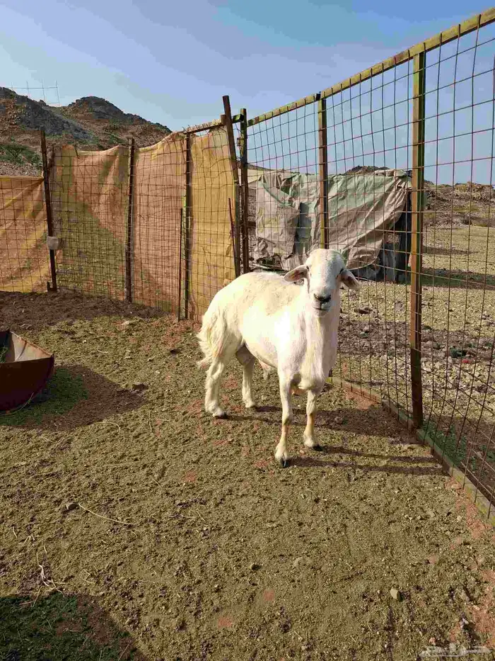 طلي فحل مشروطه ضرب ومالطيه ماشاء الله تبارك الله 2