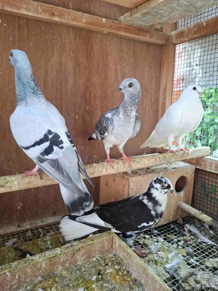 For sale Young Syrian pigeons 2
