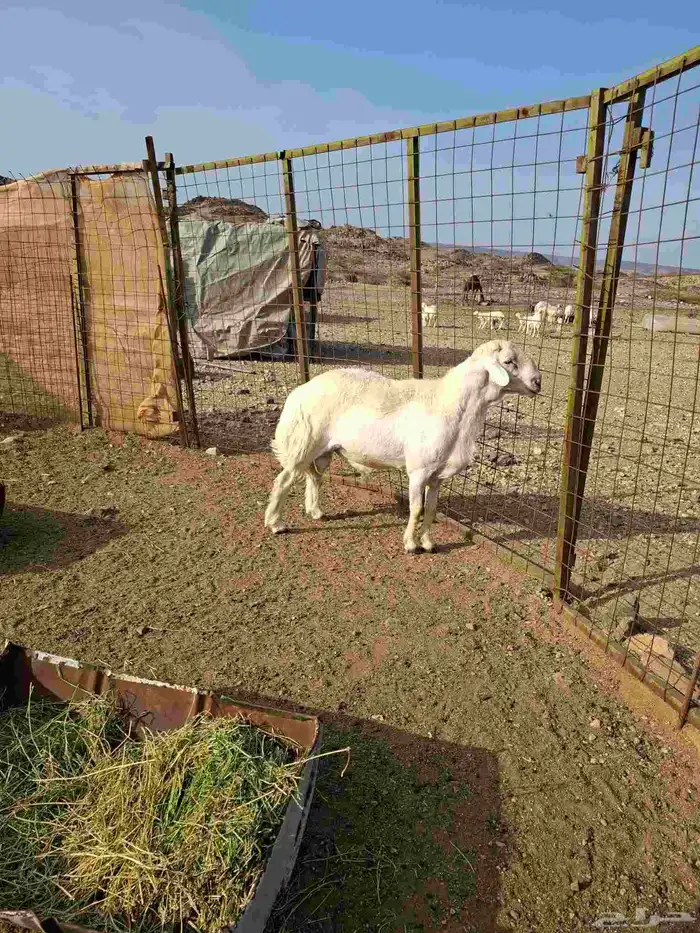 طلي فحل مشروطه ضرب ومالطيه ماشاء الله تبارك الله 1