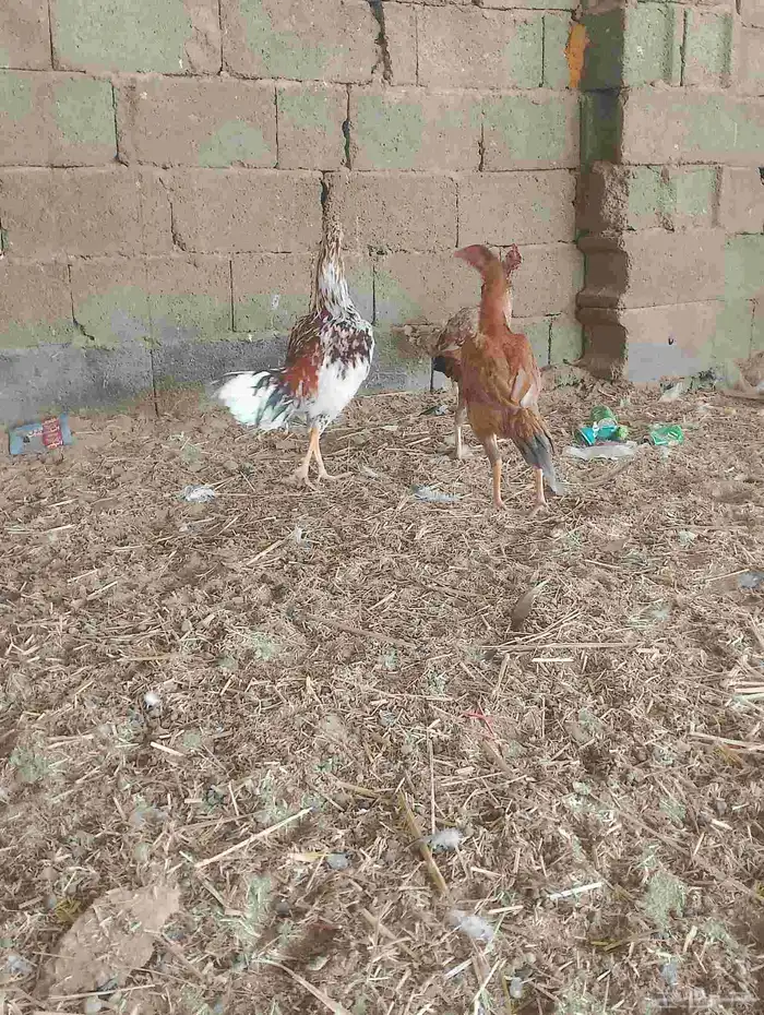 دجاج باكستاني 9