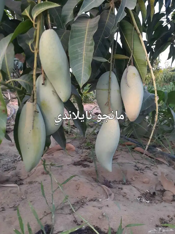 فني متخصص في تقليم وتطعيم ورعايه الأشجار 2