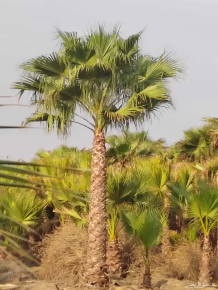 نخل واشنطني زينه 1