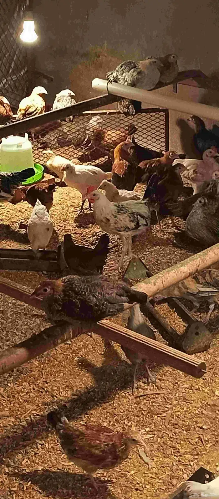 دجاج لبيع 6