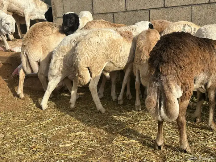 برابر جذعان طب وتخير 40