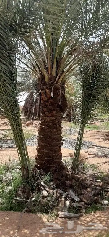 فراخه طيبه بجميع انواعها 3