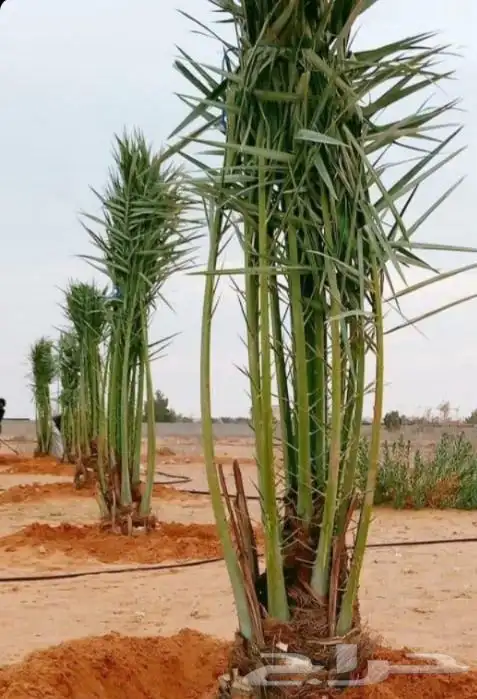 ابو علي لتوريد انخيل 9