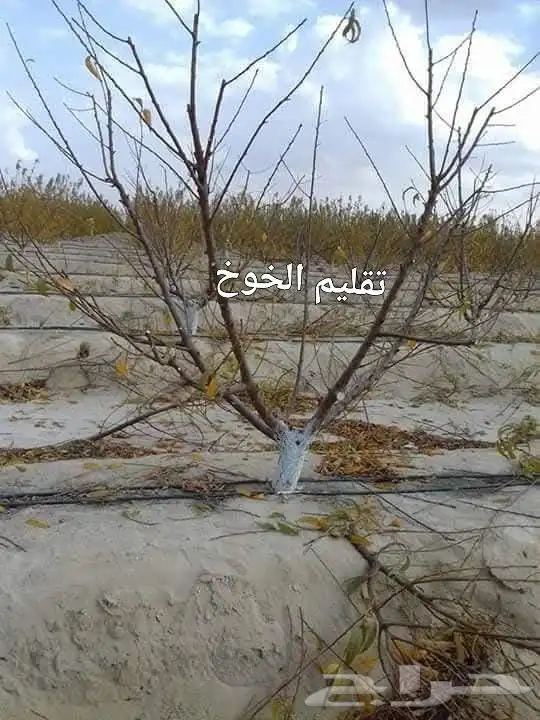 فني متخصص في تقليم وتطعيم ورعايه الأشجار 7