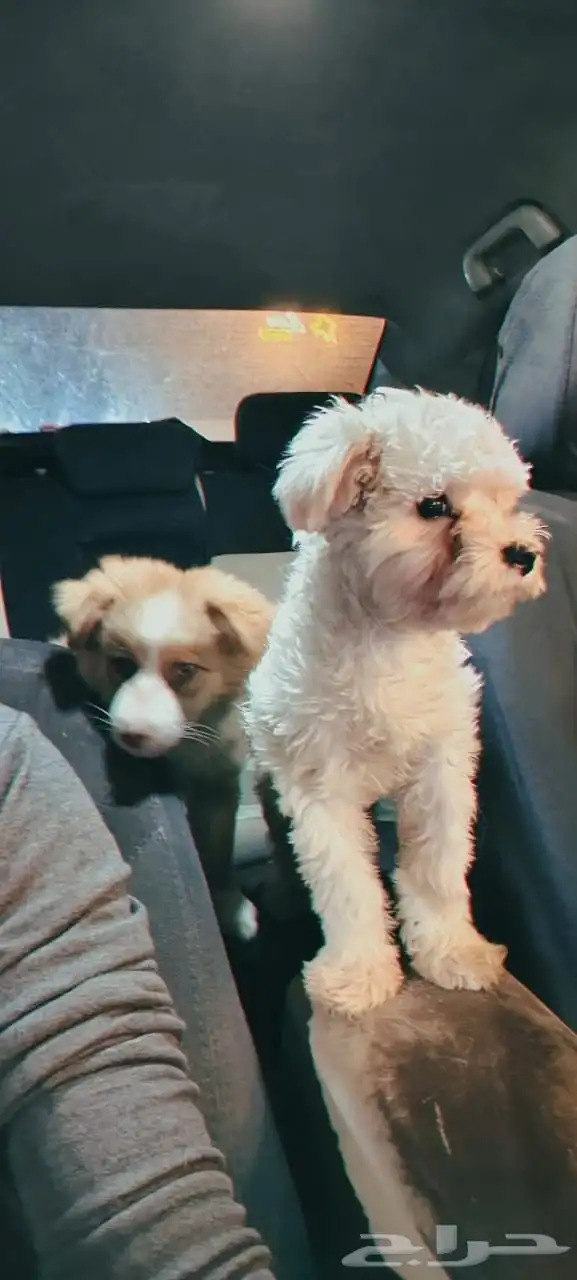 كلاب للبيع 4