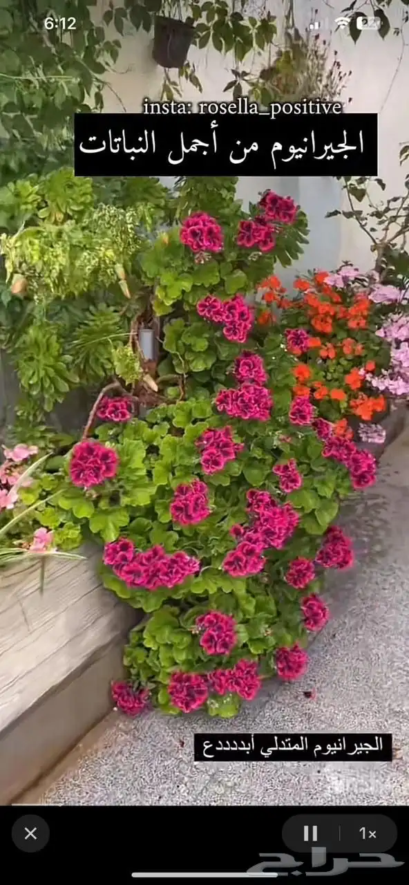 تنسيق حدائق 25