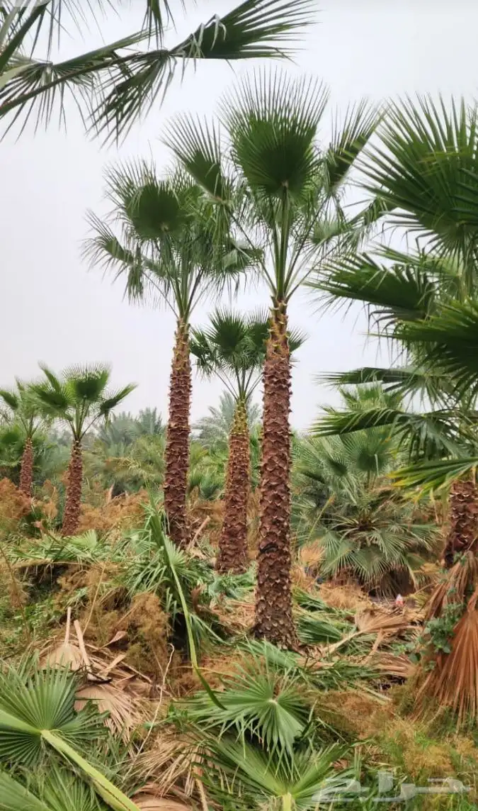 تركيب النخيل 2