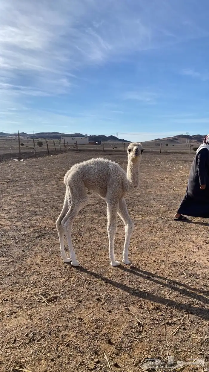 قعود له شهر تقريبا بالحناكيه 1