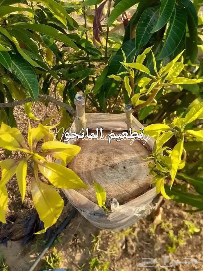 فني متخصص في تقليم وتطعيم ورعايه الأشجار 3