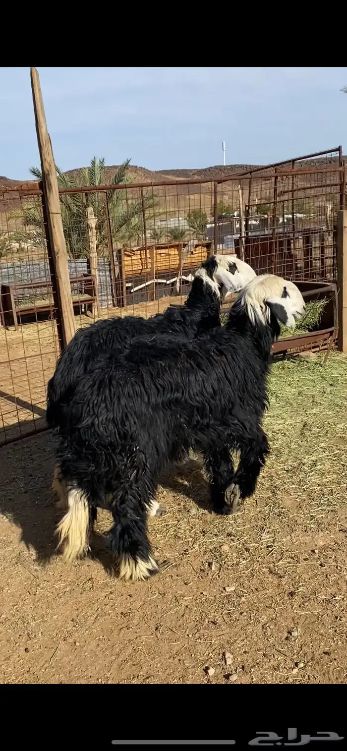 رخال نجد صنف ( تم البيع ) 5