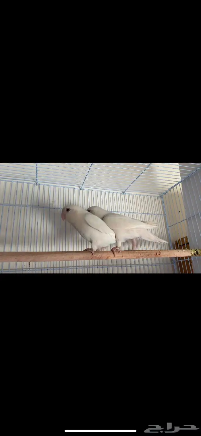 زوج روز البينو عيون حمر مكينه يبني عش للبيع او البدل 1