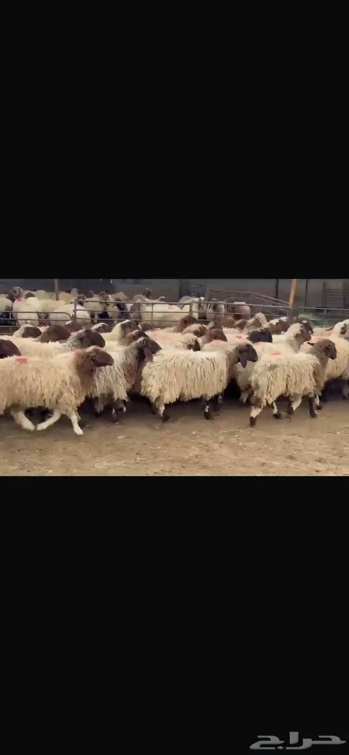 عرض جذعات فاخره وشرط الضريع العدد 48 10