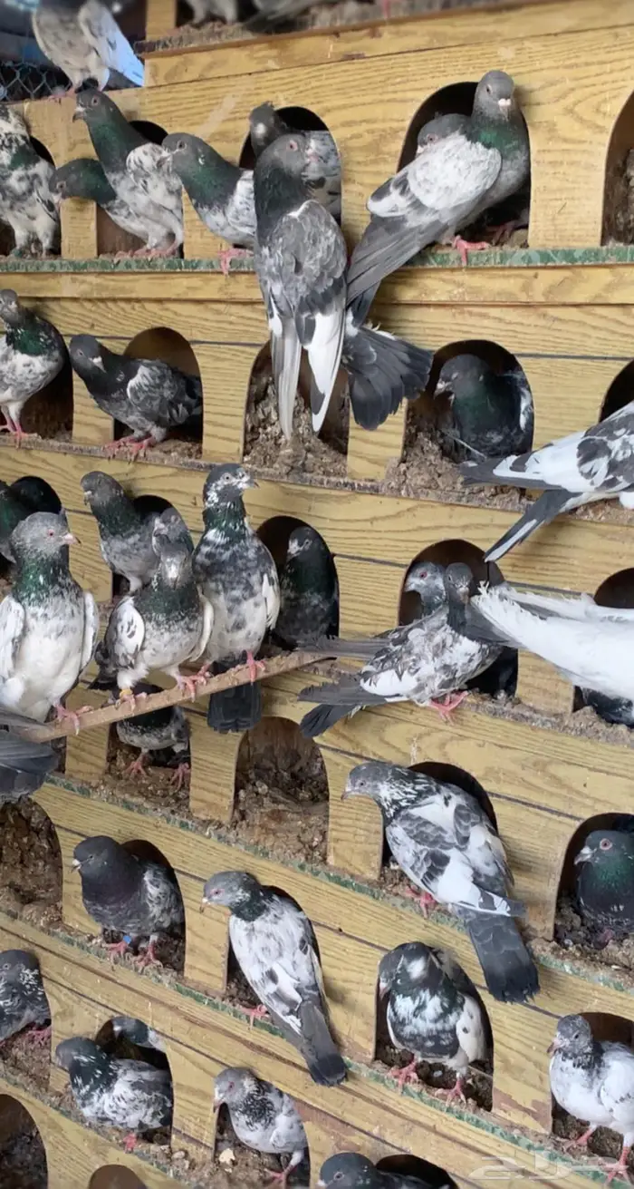 مجموعة حمام باكستاني طيار 16