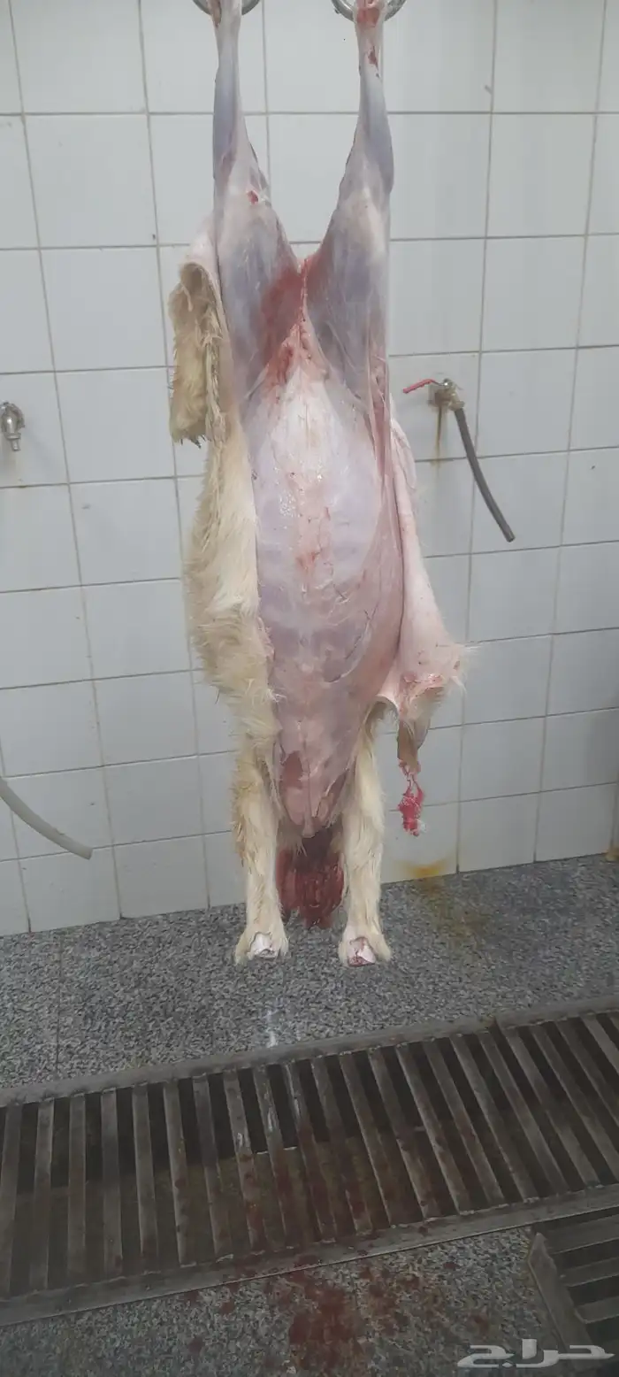 بهم حري إنتاج المراح ( تم البيع تم البيع ) 6