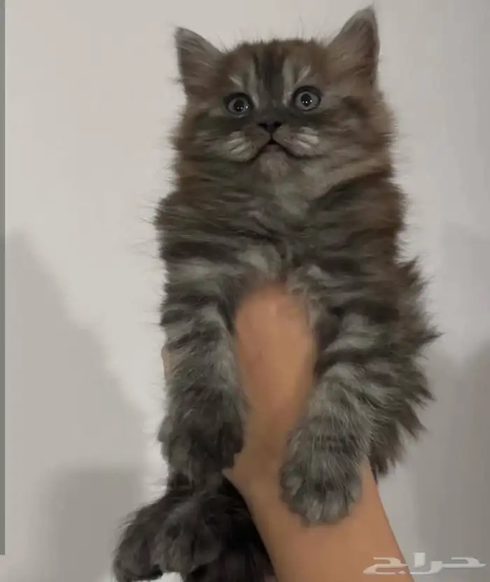 قطط كيتن صغيره شيرازي فارسي بيور للبيع 4