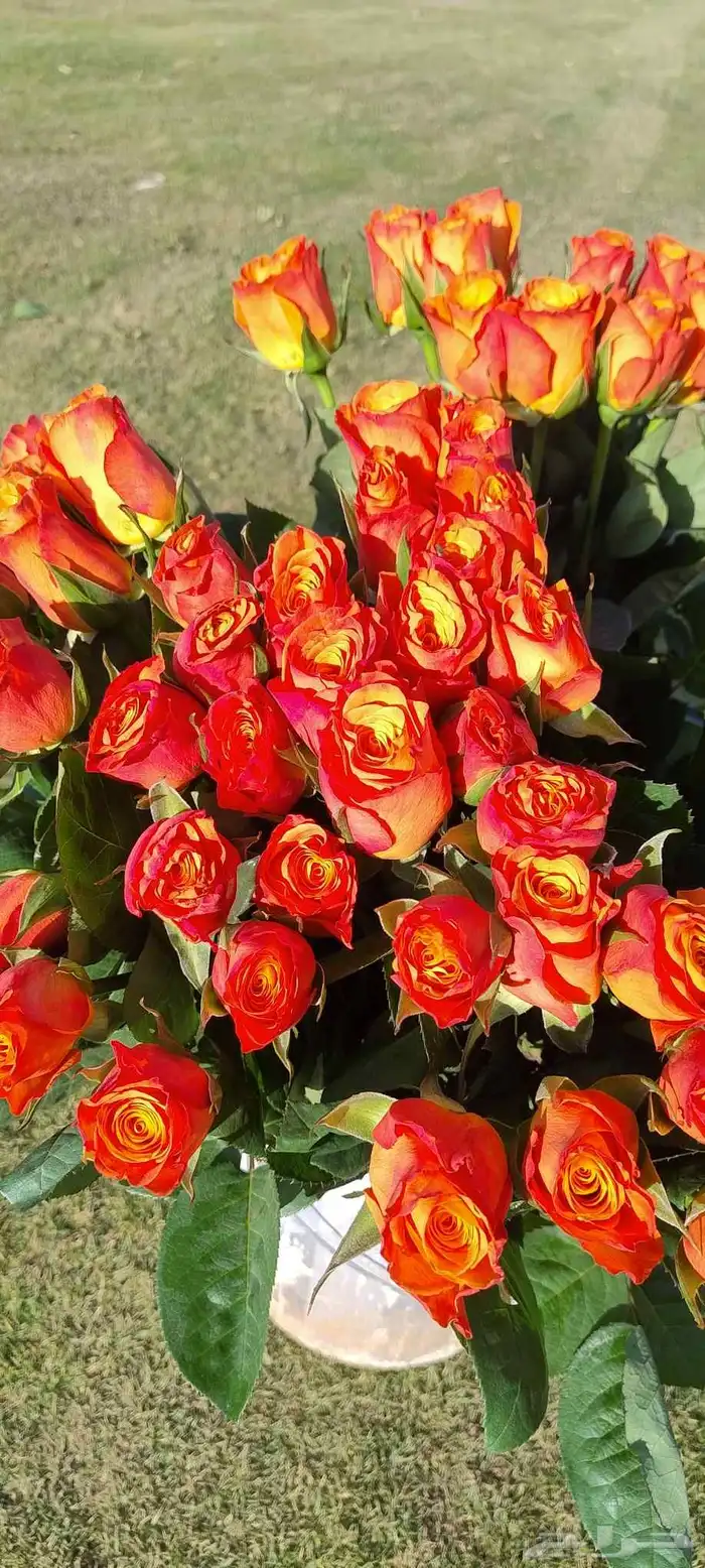 يتوفر لدينا ورد جوري روز بجميع الالوان قطف اليوم متوفر الزهر 17