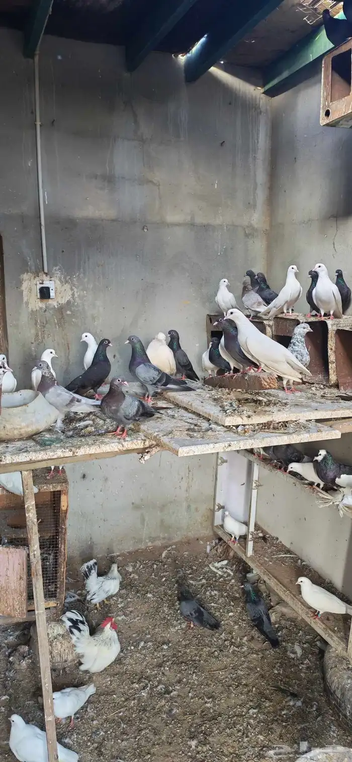 حمام صنعاني 5