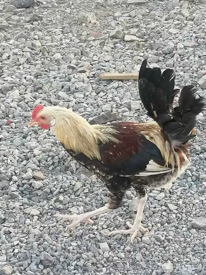 ديوك للبيع 3