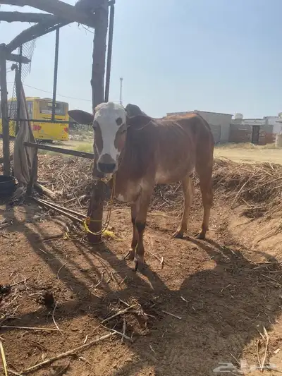 حسيل بلدي للبيع index