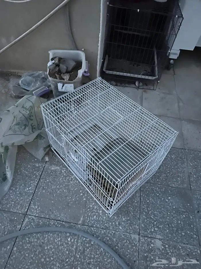 ارنب امريكي نادر للبيع مع القفص حقه واكل حق 3 شهور اقل شي 3