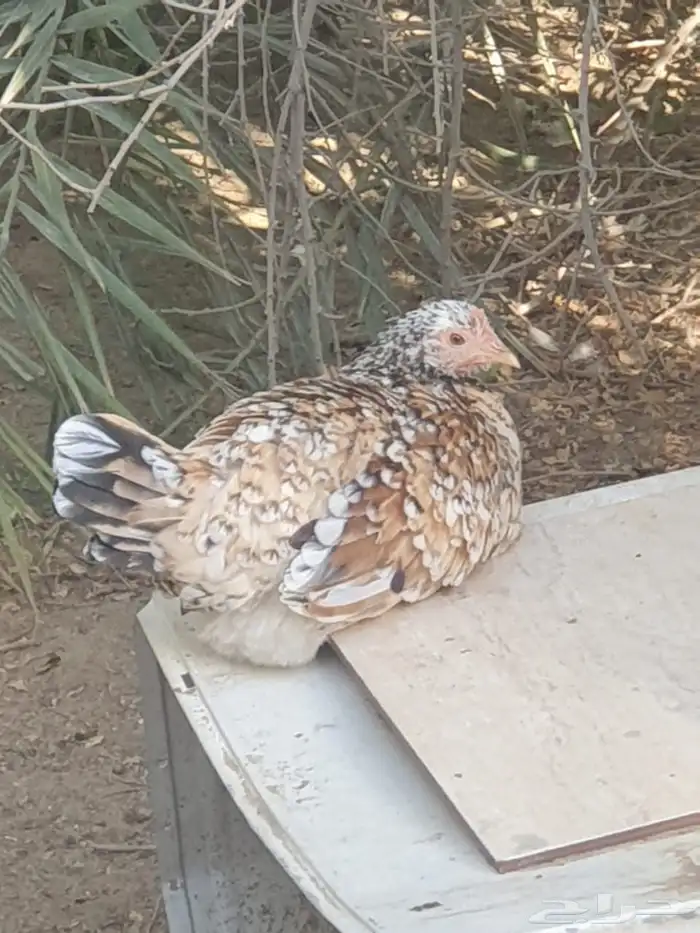 دجاج للبيع 7