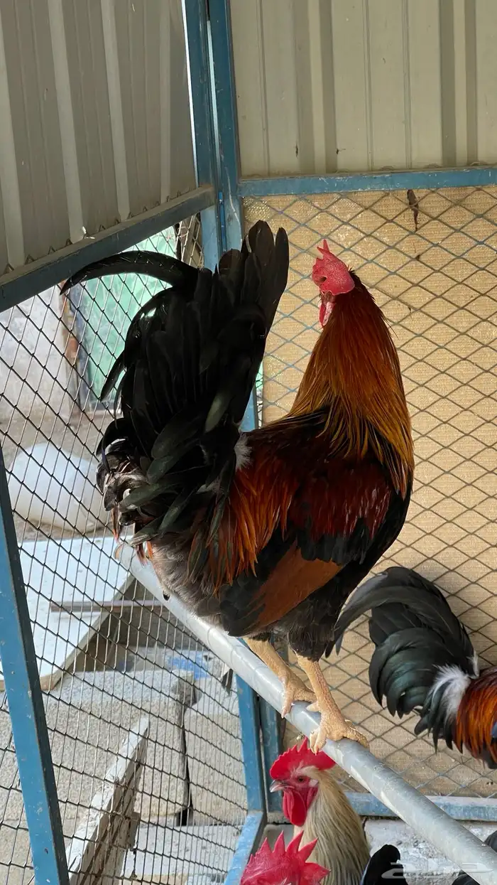 مجموعة ديوك عربيه ديك فري ديك شوكي راجع اعلاناتي فواخر11 39