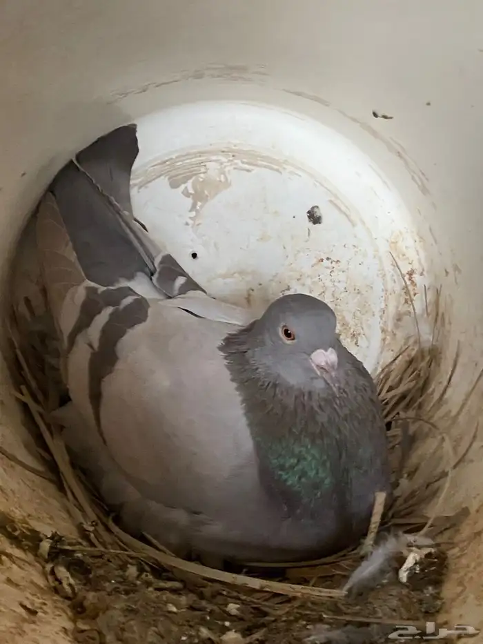 للبيع حمام فرنسي سوبر جامو 70جوز 5