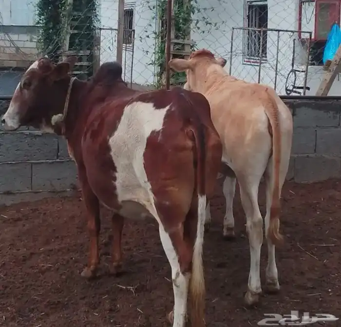 بقر للبيع مراح كامل كبير وصغير العدد الاجمالي 16 7