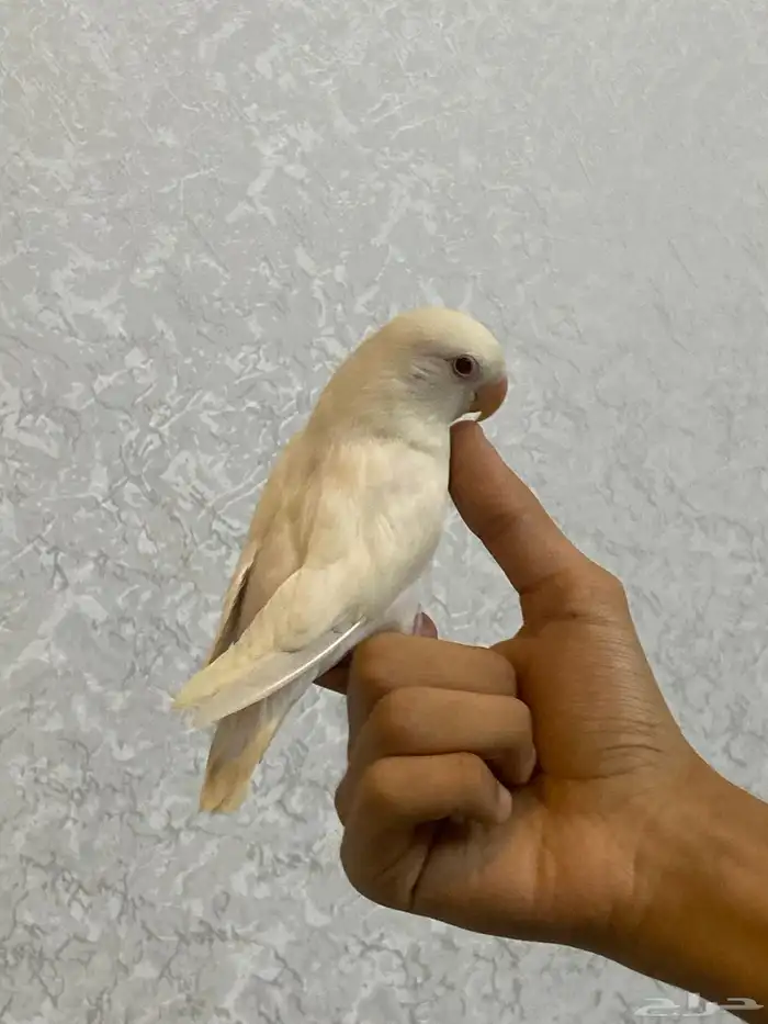 روز البينو صافي عيون حمر 11