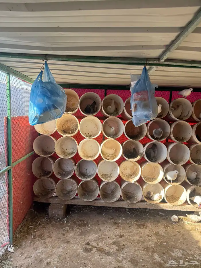 بيع حمام فرنسي وسلفر شرط الانتاج والصحه والعدد 100 جوز 6