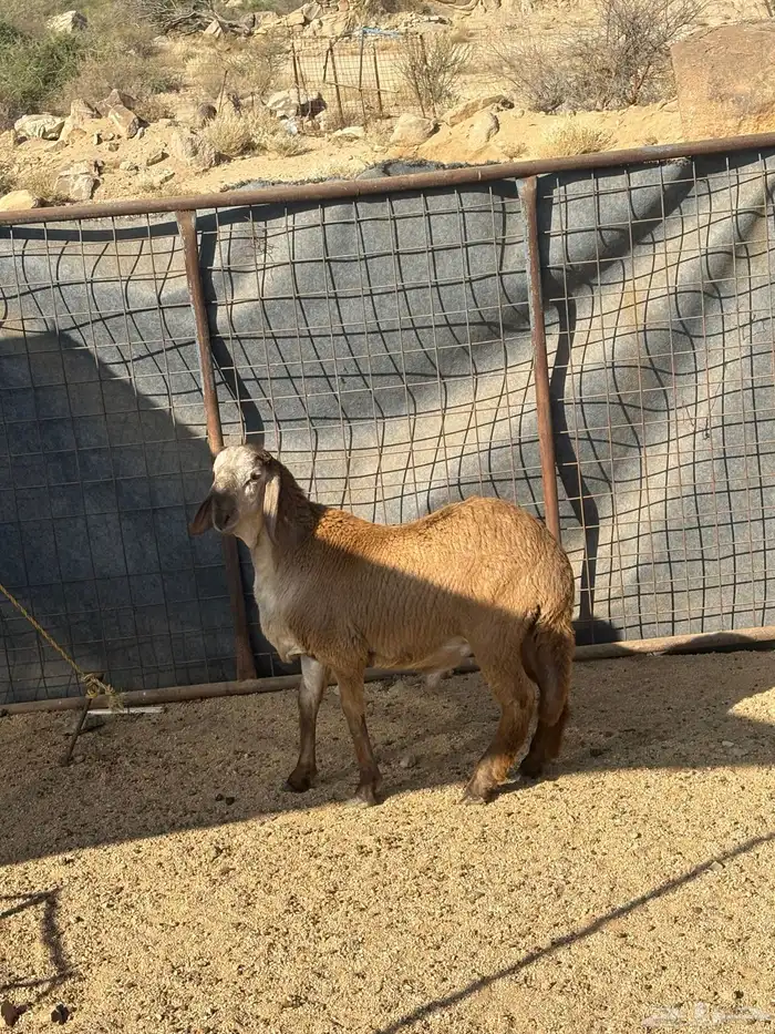 طلي سواكني تيلاد 1