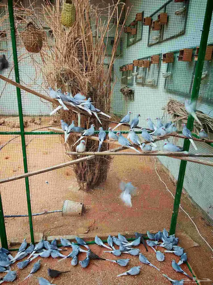 حمام ماسي منتج 13