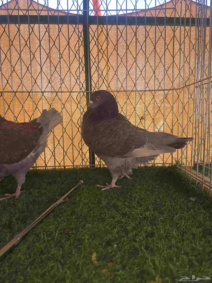 أزواج كنق للبيع 9