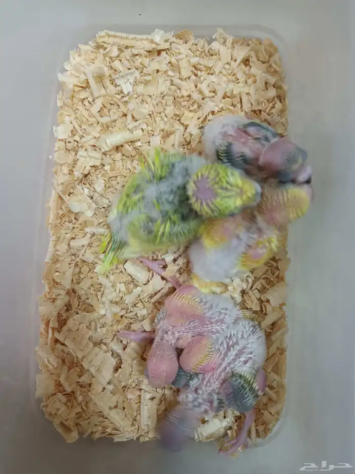 فروخ بادجي هوقو غر 1