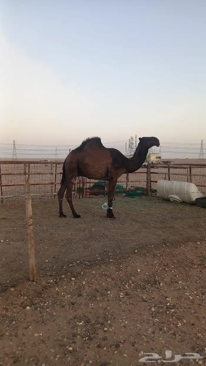 قعود دبياني 1