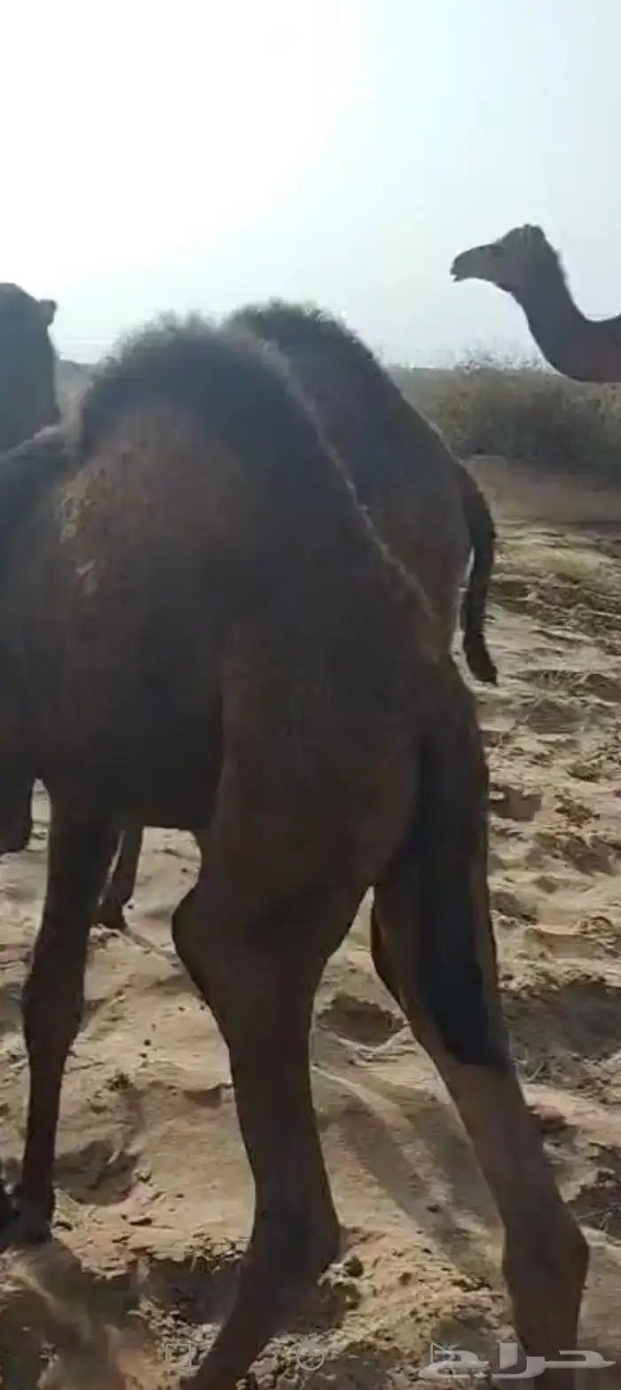 ماشاءالله 1